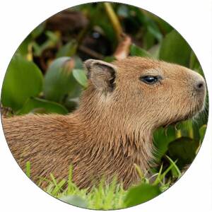 Jedlý papier kapybara v tráve 19,5 cm - Pictu Hap