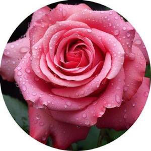 Jedlý papír růže růžová 19,5cm